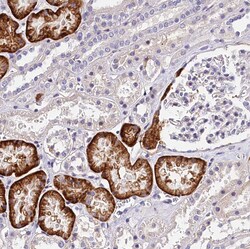 Invitrogen OAS3 Polyclonal Antibody 100 &mu;L; Unconjugated:Antibodies,