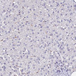 Invitrogen OAS3 Polyclonal Antibody 100 &mu;L; Unconjugated:Antibodies,