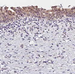 Invitrogen OAS3 Polyclonal Antibody 100 &mu;L; Unconjugated:Antibodies,