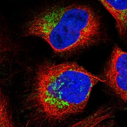 Invitrogen PTCD3 Polyclonal Antibody 100 &mu;L; Unconjugated:Antibodies,