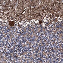 Invitrogen PTCD3 Polyclonal Antibody 100 &mu;L; Unconjugated:Antibodies,