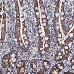 Invitrogen PTCD3 Polyclonal Antibody 100 &mu;L; Unconjugated:Antibodies,