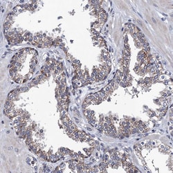 Invitrogen PTCD3 Polyclonal Antibody 100 &mu;L; Unconjugated:Antibodies,