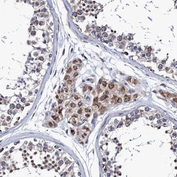 Invitrogen PTCD3 Polyclonal Antibody 100 &mu;L; Unconjugated:Antibodies,
