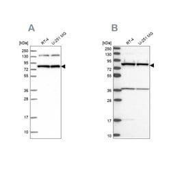 Invitrogen PTCD3 Polyclonal Antibody 100 &mu;L; Unconjugated:Antibodies,
