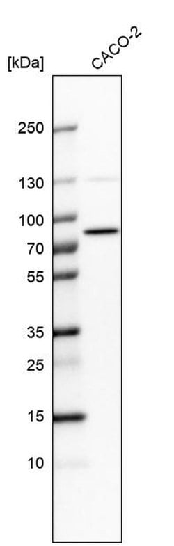 Invitrogen PTCD3 Polyclonal Antibody 100 &mu;L; Unconjugated:Antibodies,