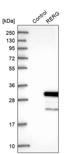 Invitrogen RERG Polyclonal Antibody 100 &mu;L; Unconjugated:Antibodies,