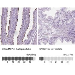 Invitrogen CABCOCO1 Polyclonal Antibody 100 &mu;L; Unconjugated:Antibodies,