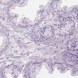 Invitrogen CABCOCO1 Polyclonal Antibody 100 &mu;L; Unconjugated:Antibodies,