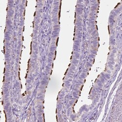 Invitrogen CABCOCO1 Polyclonal Antibody 100 &mu;L; Unconjugated:Antibodies,