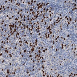 Invitrogen OTOA Polyclonal Antibody 100 &mu;L; Unconjugated:Antibodies,