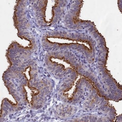 Invitrogen SPIRE2 Polyclonal Antibody 100 &mu;L | Buy Online | Invitrogen&trade; | Fisher Scientific