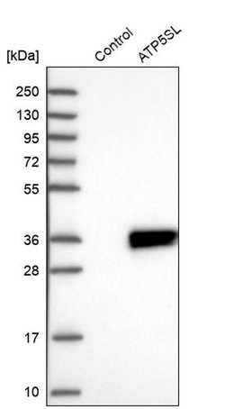 Invitrogen ATP5SL Polyclonal Antibody 100 &mu;L | Buy Online | Invitrogen&trade; | Fisher Scientific
