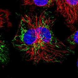 Invitrogen SBCAD Polyclonal Antibody 100 &mu;L; Unconjugated:Antibodies,