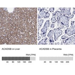 Invitrogen SBCAD Polyclonal Antibody 100 &mu;L; Unconjugated:Antibodies,