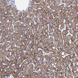 Invitrogen SBCAD Polyclonal Antibody 100 &mu;L; Unconjugated:Antibodies,