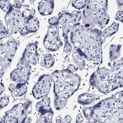 Invitrogen SBCAD Polyclonal Antibody 100 &mu;L; Unconjugated:Antibodies,