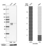 SBCAD Polyclonal Antibody, Invitrogen™