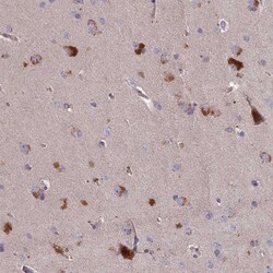 Invitrogen PLEKHG6 Polyclonal Antibody 100 &mu;L; Unconjugated:Antibodies,