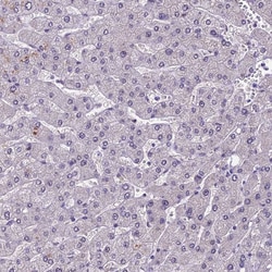 Invitrogen POLR3E Polyclonal Antibody 100 &mu;L; Unconjugated:Antibodies,