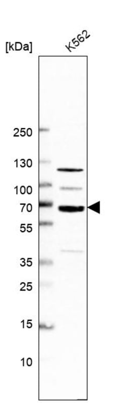 Invitrogen POLR3E Polyclonal Antibody 100 &mu;L; Unconjugated:Antibodies,