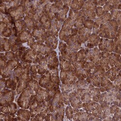 Invitrogen RBFA Polyclonal Antibody 100 &mu;L; Unconjugated:Antibodies,