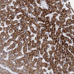 Invitrogen ANKS3 Polyclonal Antibody 100 &mu;L; Unconjugated:Antibodies,