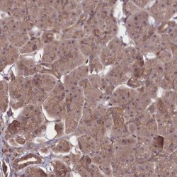Invitrogen FAM96B Polyclonal Antibody 100 &mu;L; Unconjugated:Antibodies,