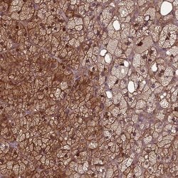 Invitrogen FAM96B Polyclonal Antibody 100 &mu;L; Unconjugated:Antibodies,