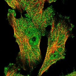 Invitrogen FAM96B Polyclonal Antibody 100 &mu;L; Unconjugated:Antibodies,