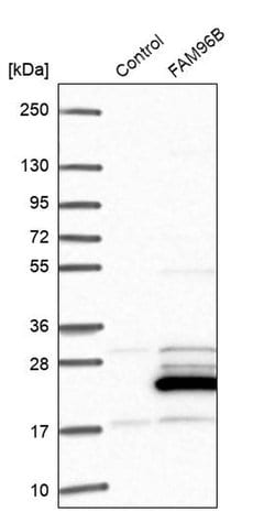 Invitrogen FAM96B Polyclonal Antibody 100 &mu;L; Unconjugated:Antibodies,