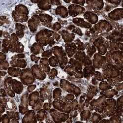 Invitrogen TMEM205 Polyclonal Antibody 100 &mu;L; Unconjugated:Antibodies,