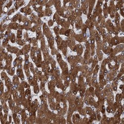 Invitrogen TMEM205 Polyclonal Antibody 100 &mu;L; Unconjugated:Antibodies,