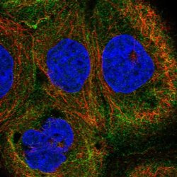 Invitrogen SLC1A6 Polyclonal Antibody 100 &mu;L; Unconjugated:Antibodies,