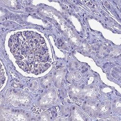 Invitrogen SLC1A6 Polyclonal Antibody 100 &mu;L; Unconjugated:Antibodies,