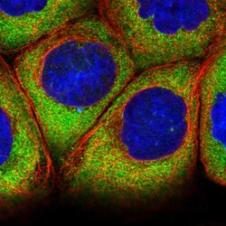Invitrogen ATXN2L Polyclonal Antibody 100 &mu;L; Unconjugated:Antibodies,