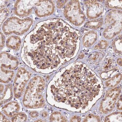 Invitrogen ATXN2L Polyclonal Antibody 100 &mu;L; Unconjugated:Antibodies,