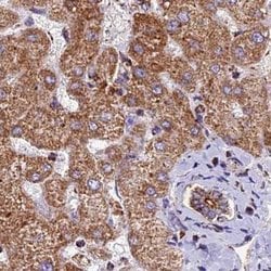 Invitrogen NDUFA8 Polyclonal Antibody 100 &mu;L; Unconjugated:Antibodies,