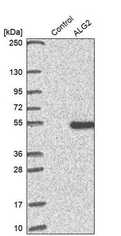 Invitrogen ALG2 Polyclonal Antibody 100 &mu;L; Unconjugated:Antibodies,
