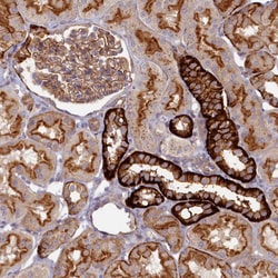 Invitrogen PSMG2 Polyclonal Antibody 100 &mu;L; Unconjugated:Antibodies,