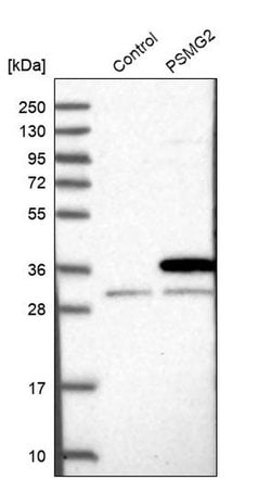 Invitrogen PSMG2 Polyclonal Antibody 100 &mu;L; Unconjugated:Antibodies,