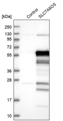 Invitrogen S7A6O Polyclonal Antibody 100 &mu;L; Unconjugated:Antibodies,