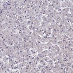 Invitrogen CCDC86 Polyclonal Antibody 100 &mu;L; Unconjugated:Antibodies,