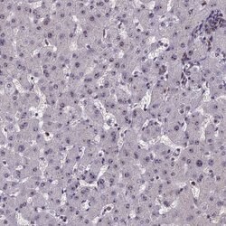 Invitrogen CCDC86 Polyclonal Antibody 100 &mu;L; Unconjugated:Antibodies,