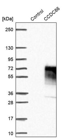 Invitrogen CCDC86 Polyclonal Antibody 100 &mu;L; Unconjugated:Antibodies,