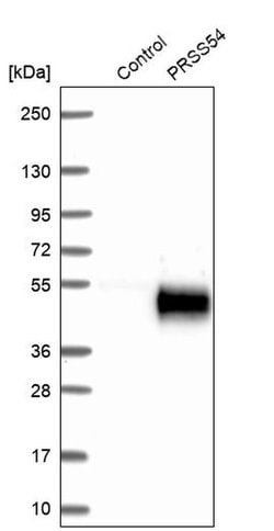 Invitrogen PRSS54 Polyclonal Antibody 100 &mu;L; Unconjugated:Antibodies,
