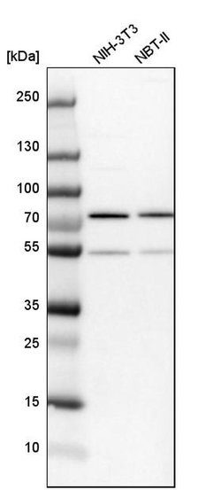 Invitrogen KARS Polyclonal Antibody 100 &mu;L; Unconjugated:Antibodies,
