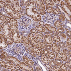 Invitrogen DNAJB9 Polyclonal Antibody 100 &mu;L; Unconjugated:Antibodies,