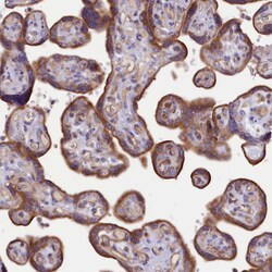 Invitrogen DNAJB9 Polyclonal Antibody 100 &mu;L; Unconjugated:Antibodies,