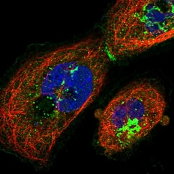 Invitrogen ABCA7 Polyclonal Antibody 100 &mu;L; Unconjugated:Antibodies,